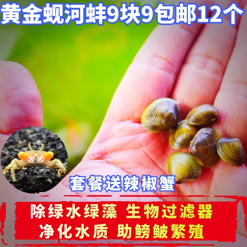 鱼缸草缸小河蚌清道夫除藻螺小贝螺黄金蚬溪