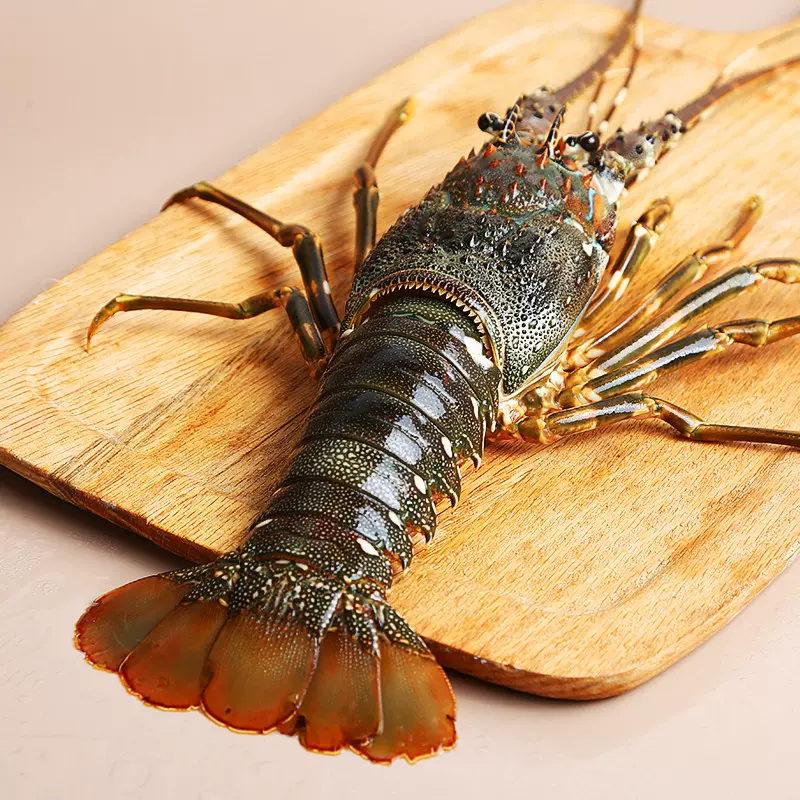 进口野生鲜活小青龙虾青龙仔青龙虾大龙虾澳洲龙虾单