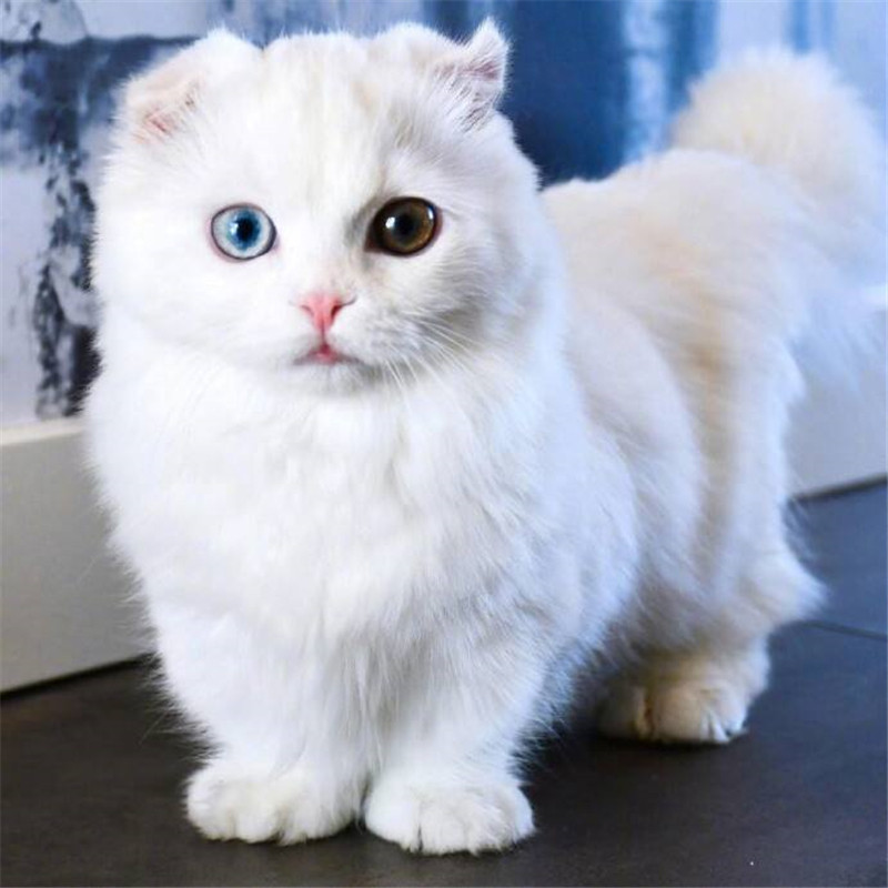 异瞳猫咪有缺陷你知道吗