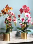 giả hạc hoa hồng đỏ Người nổi tiếng trên Internet Phalaenopsis nhân tạo đồ trang trí hoa hoa bàn phòng khách cắm hoa trong nhà hoa giả chậu cây cắm hoa trang trí chậu hoa lan giả cây lá phong giả Cây hoa trang trí
