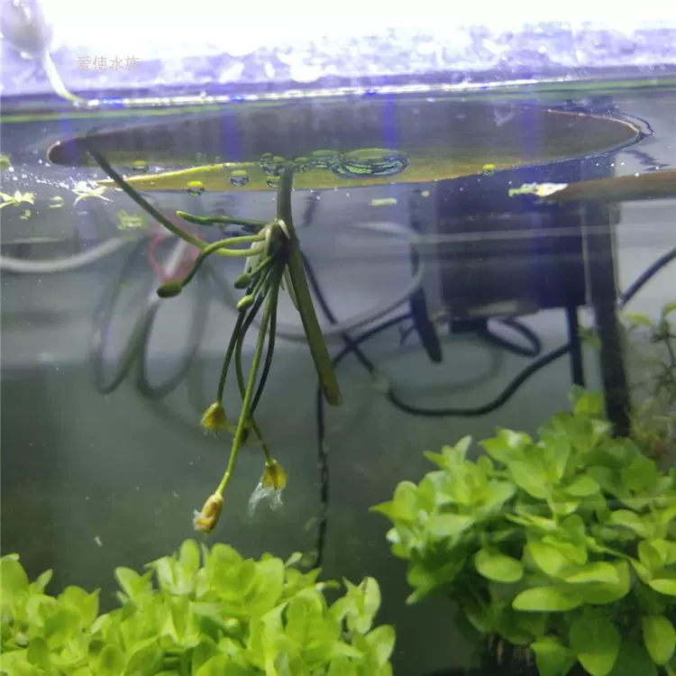 一叶莲睡莲水培植物水草观赏鱼缸植物花水生植物好养
