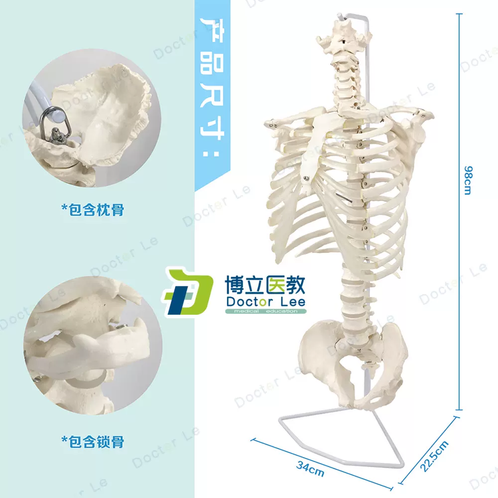 人体脊柱模型骨骼脊椎成人1:1颈椎胸椎肋骨盆盆整骨胸骨肋骨模型-Taobao