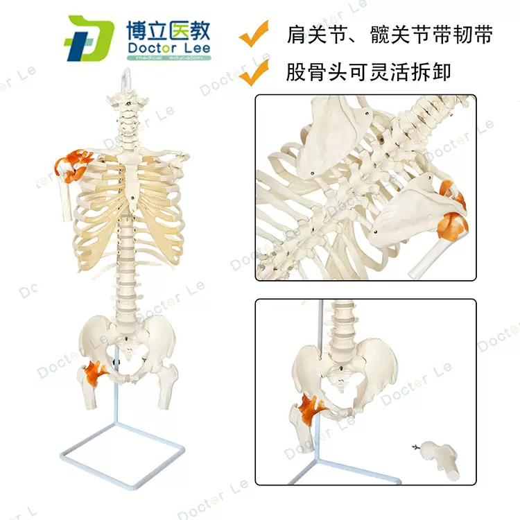 脊椎模型 頸椎 胸椎 腰椎 骨盤 大腿骨 人体模型 整骨 カイロ 骨格 可動-