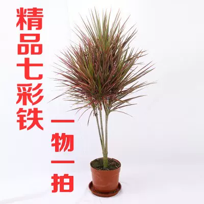 七彩鐵五彩千年木盆栽三色龍血樹紅竹觀葉植物吸甲醛室內綠植-Taobao