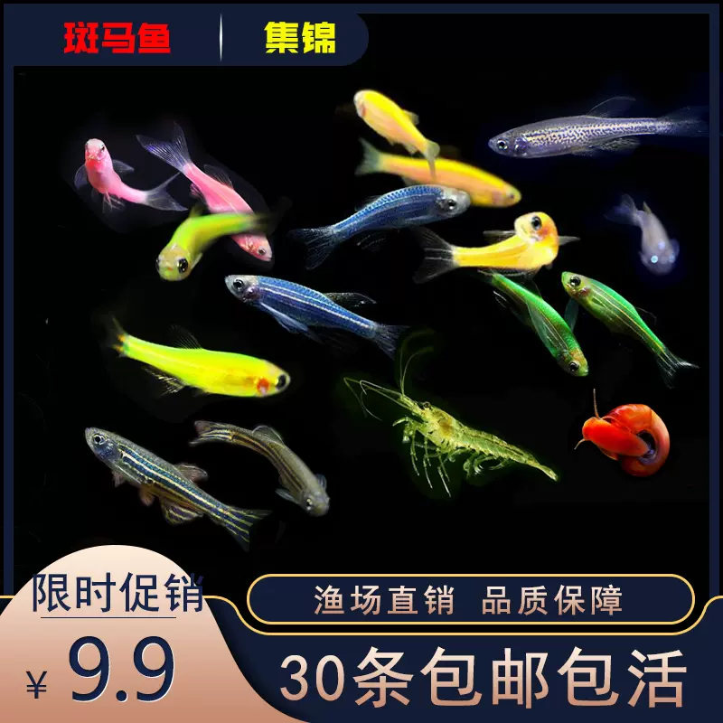 斑馬魚淡水魚小型魚苗新手小魚缸活體魚熱帶觀賞魚孔雀魚好養