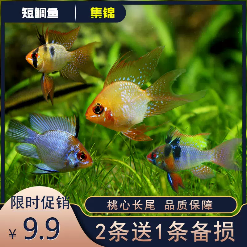 金波子阿凡達鳳凰魚短鯛魚皮卡丘寶籃球熱帶觀賞魚活體小型淡水魚