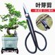 
Leaf bud twig shears, bonsai scissors, bud shears, gardening pruning, professional flower shears, flower arrangement making tools