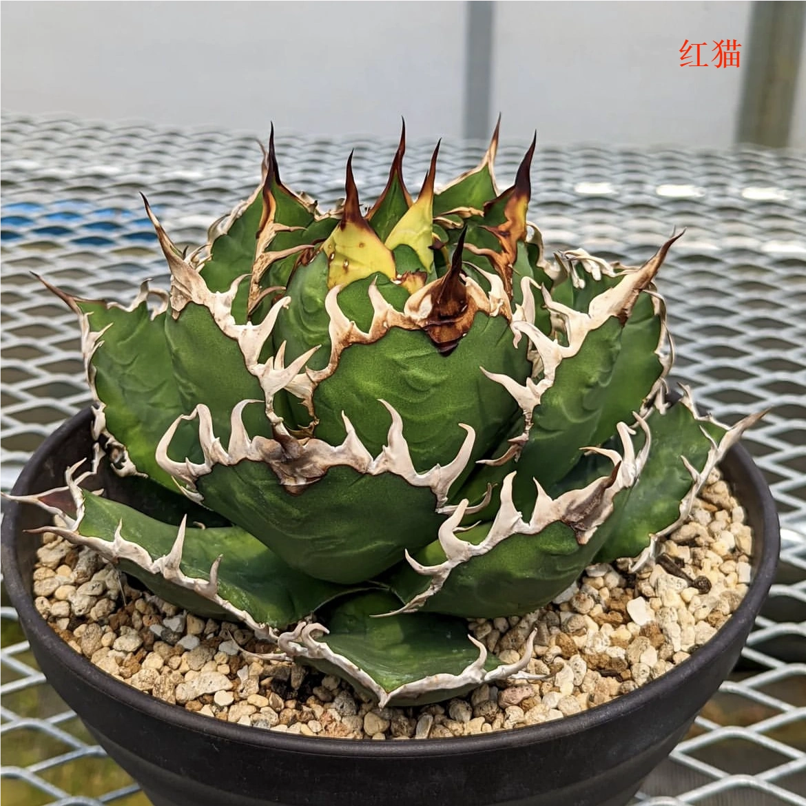 龙舌兰黑帝斯仁王冠Agave Titanota Hades 硬叶多肉植物-Taobao