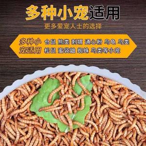 
Live fresh bug feeding young birds, chickens, parrots, larks, thrushes, food, live pets, live feed