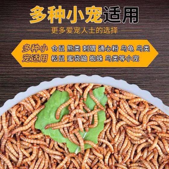 
Live fresh bug feeding young birds, chickens, parrots, larks, thrushes, food, live pets, live feed