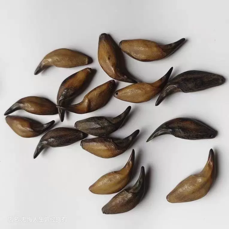 熊牙 （佩戴熊牙有何讲究与禁忌？-翡翠原石） 