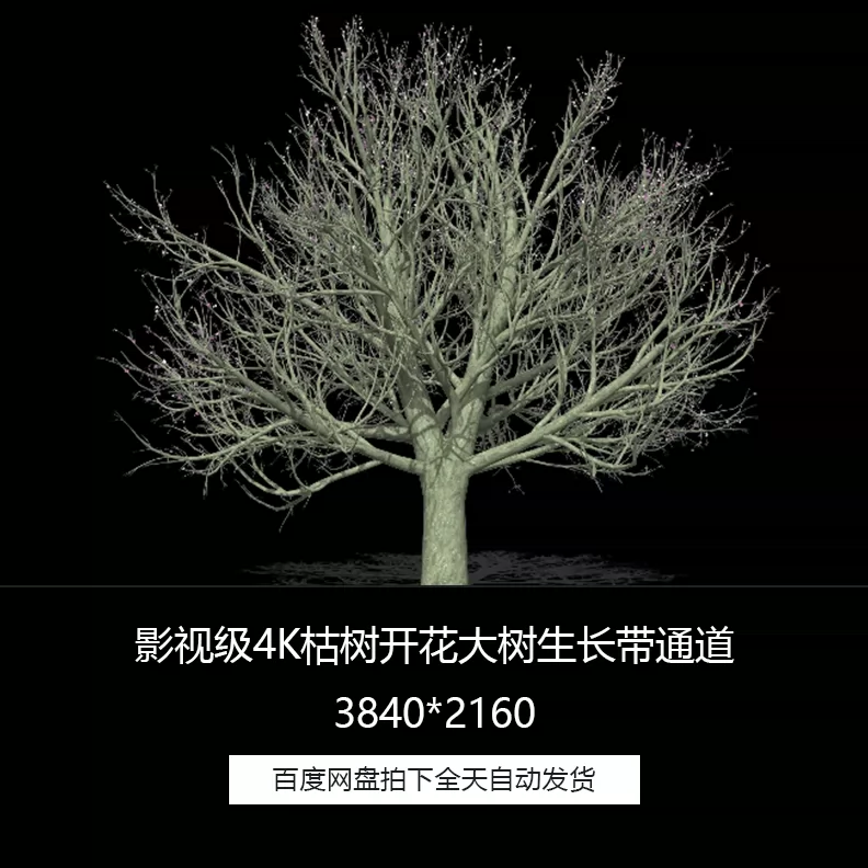 影视级4k枯树开花大树生长生命春天透明通道特效合成视频