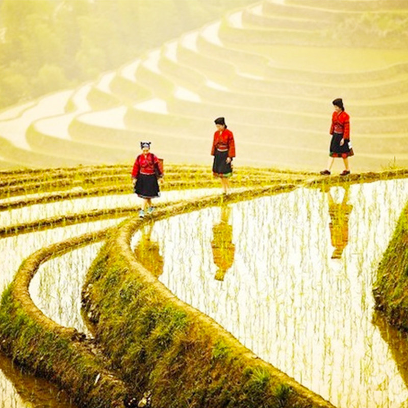 龙脊梯田一日游8人团商务车桂林旅游跟团纯玩金坑大寨可选索道