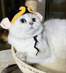 Funny Cat Pig Bajie Headband Cute Pet Wool Knitted Hat Cross-dressing Hat Dog Headwear Journey to the West