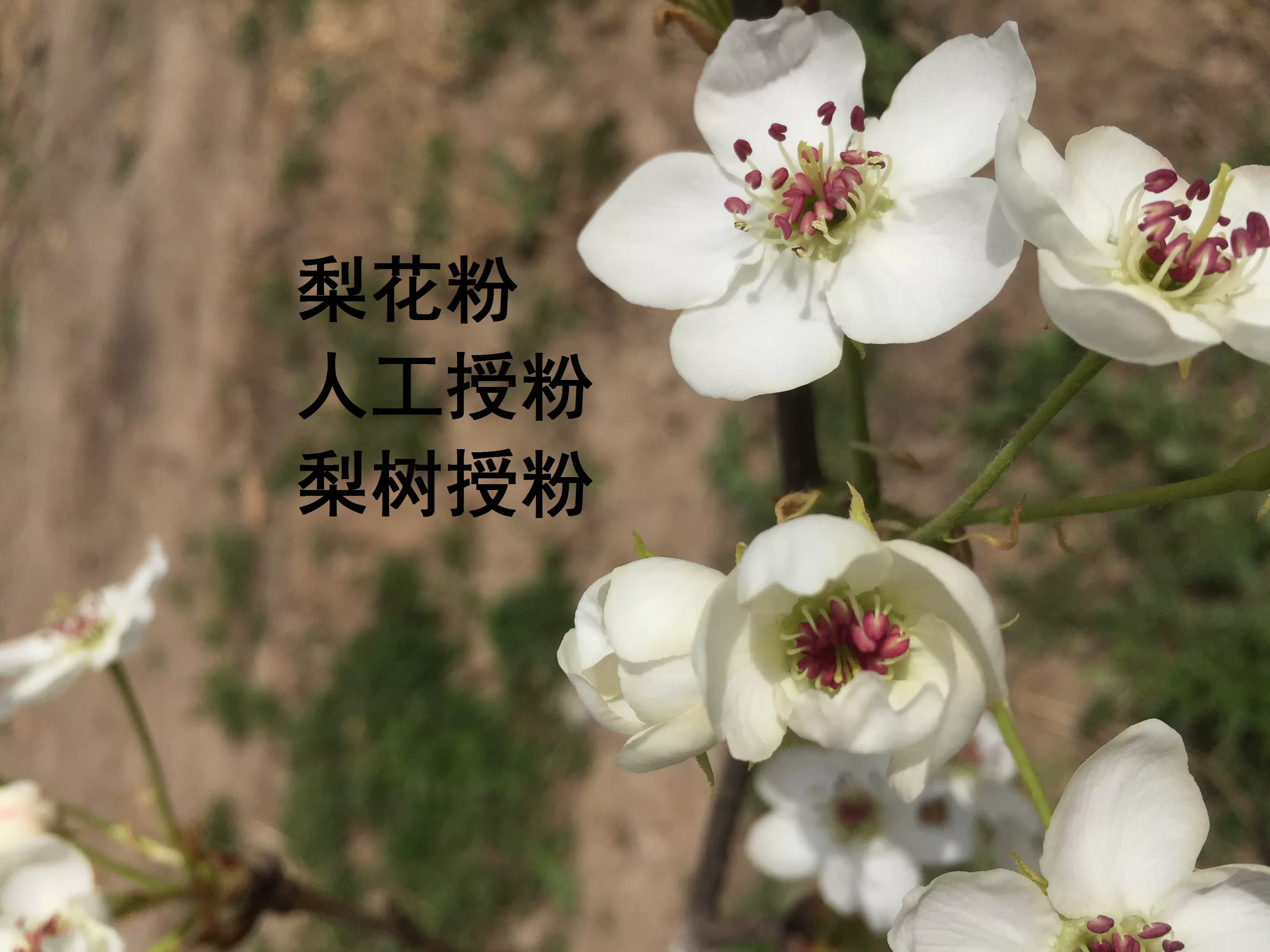 梨花粉黄花梨树粉雪梨花粉 翠冠梨花粉 晚秋梨花粉 梨