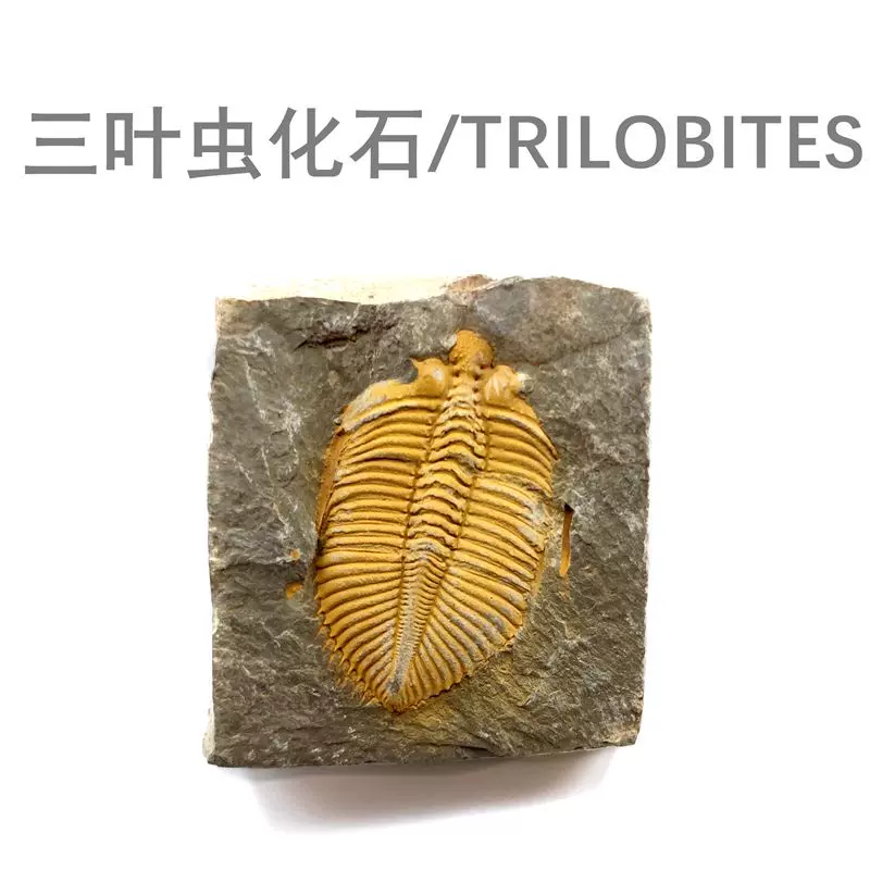 天然湘西三葉蟲王冠蟲古生物化石原石頭地質科普教學標本擺件收藏-Taobao