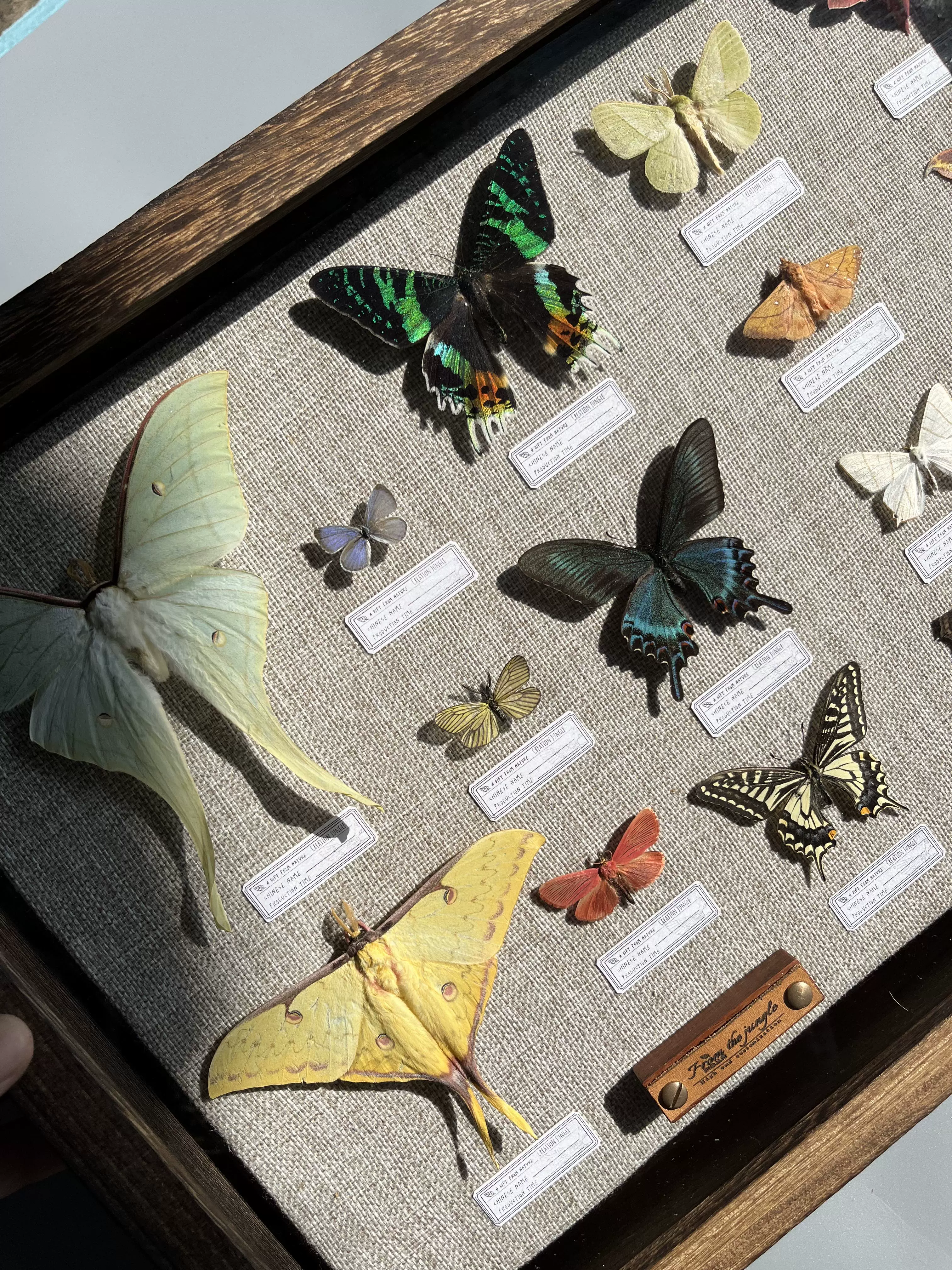 45×32大号飞蛾蝴蝶甲虫昆虫标本组合实木框带内衬不包含标本-Taobao