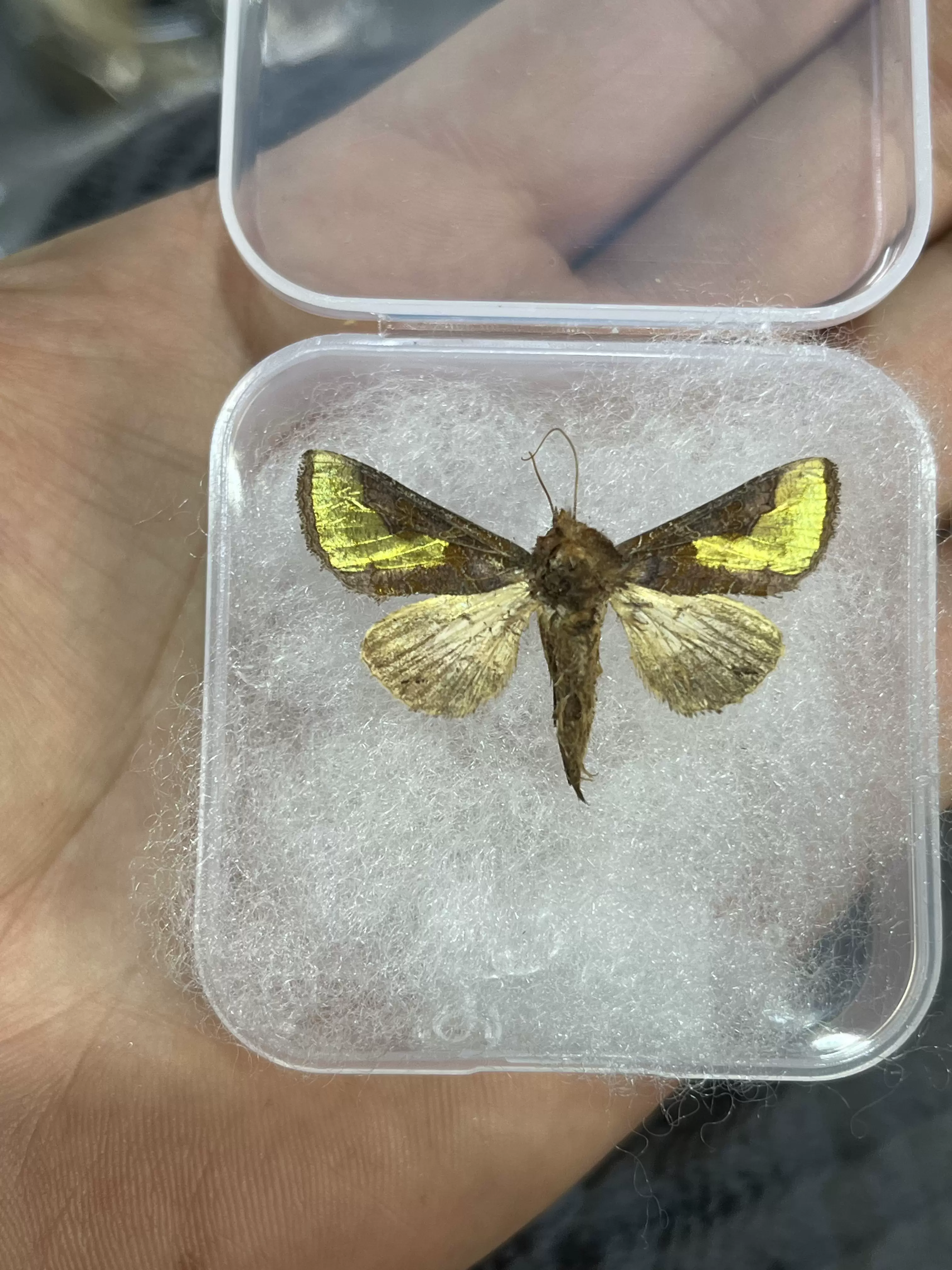 中金弧夜蛾金色閃蛾A1未整姿原蛾飛蛾蝴蝶昆蟲標本製作工藝禮品擺飾