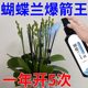 Phalaenopsis Arrow King Plant Nutritional Solution Flowering Sword Blossom Prevention of Yellow Leaf Orchid Special Fertilizer General Organic Fertilizer
