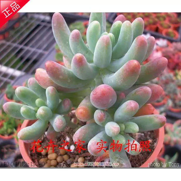 小型多肉植物 八千代 乙女心 玉珠莲 五十铃玉