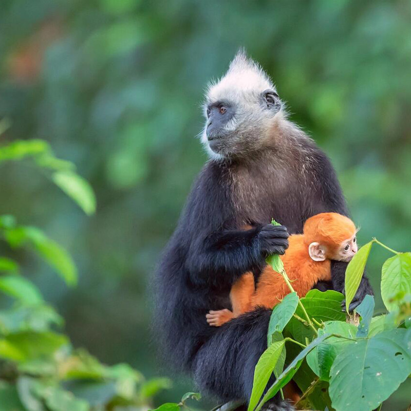 崇左靖西百色】4天游德天瀑布+古龙山漂流+白头叶猴+鹅泉+明仕