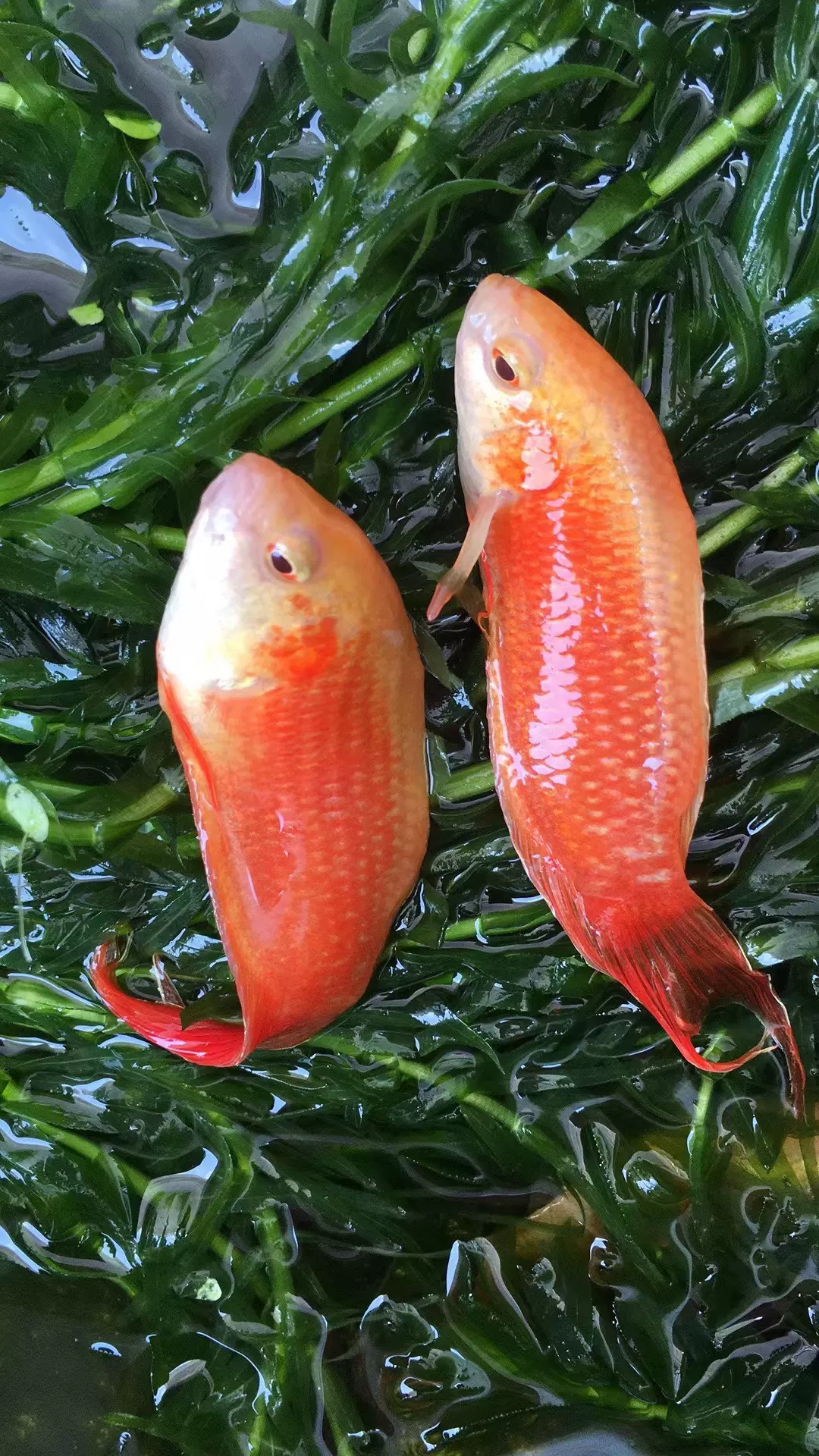 中國鬥魚白化紅火焰觀賞魚小型魚懶人魚叉尾國鬥活魚包郵淡水魚 Taobao