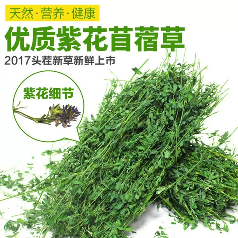 紫花苜蓿草乾草苜宿草新鮮優質幼兔糧兔子草龍貓