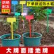 Flat inclined plastic large-sized floor horticulture label agricultural corn test ground mark indicator sign combination