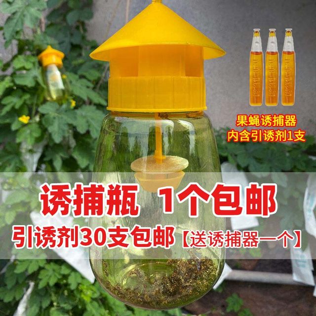 Fruit fly trap Fruit fly sexual attractant Trap agent Third generation potion Fruit fly water fruit fly tit forward citrus trap