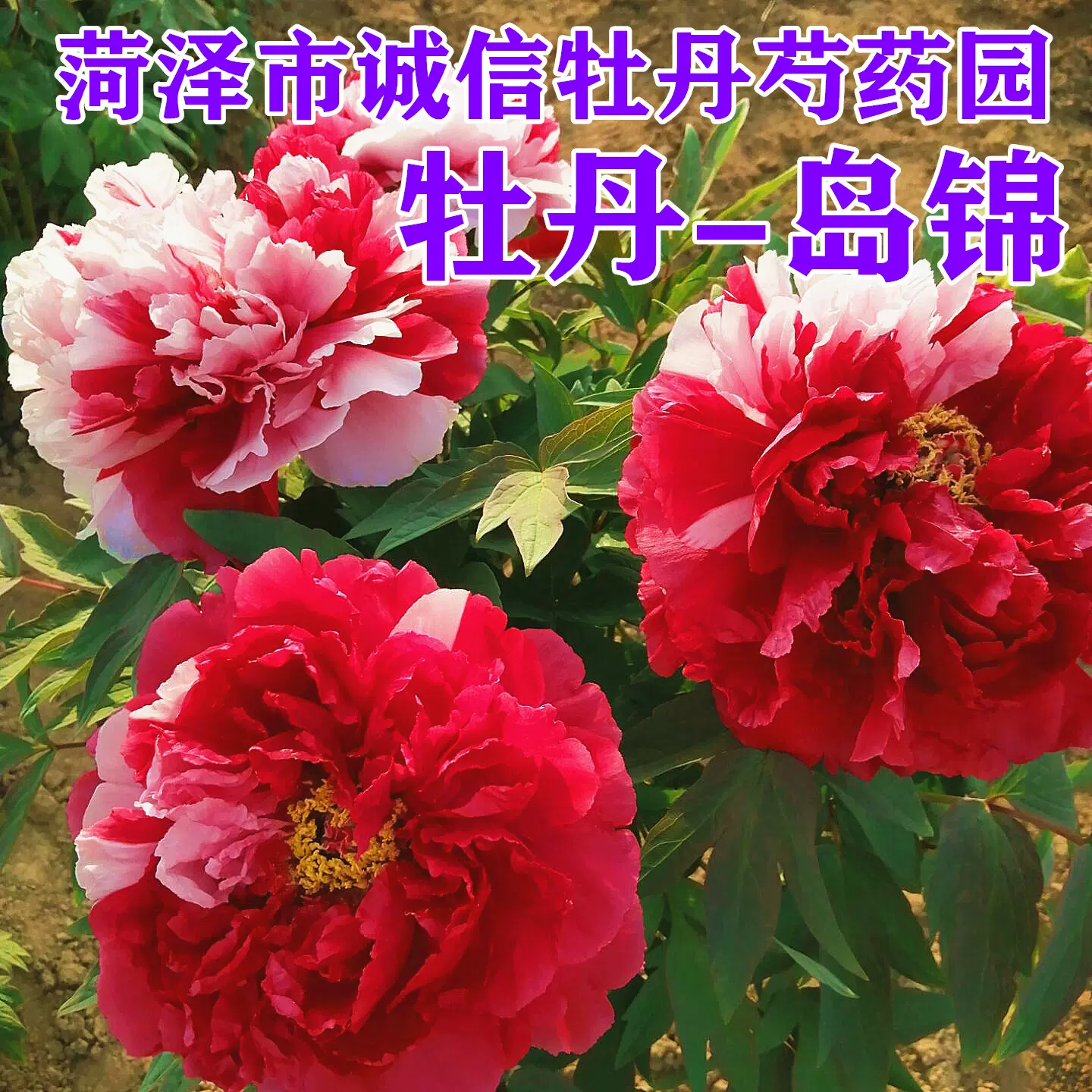 菏澤市誠信牡丹芍藥園牡丹花苗 島錦 秋天發貨