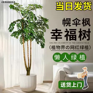 thick rod large plant Latest Best Selling Praise Recommendation