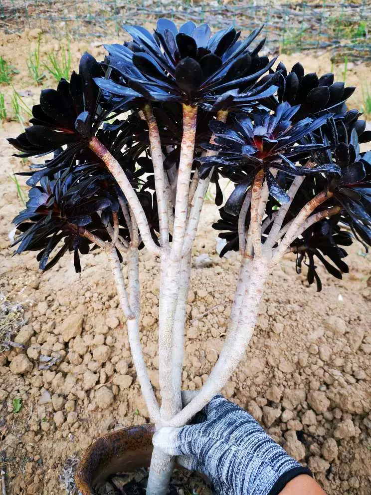 多肉植物 墨法师多年老桩