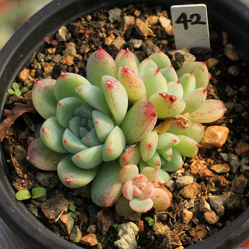 孤品区 红粉台阁胧月桃美人群生老桩多肉植物一