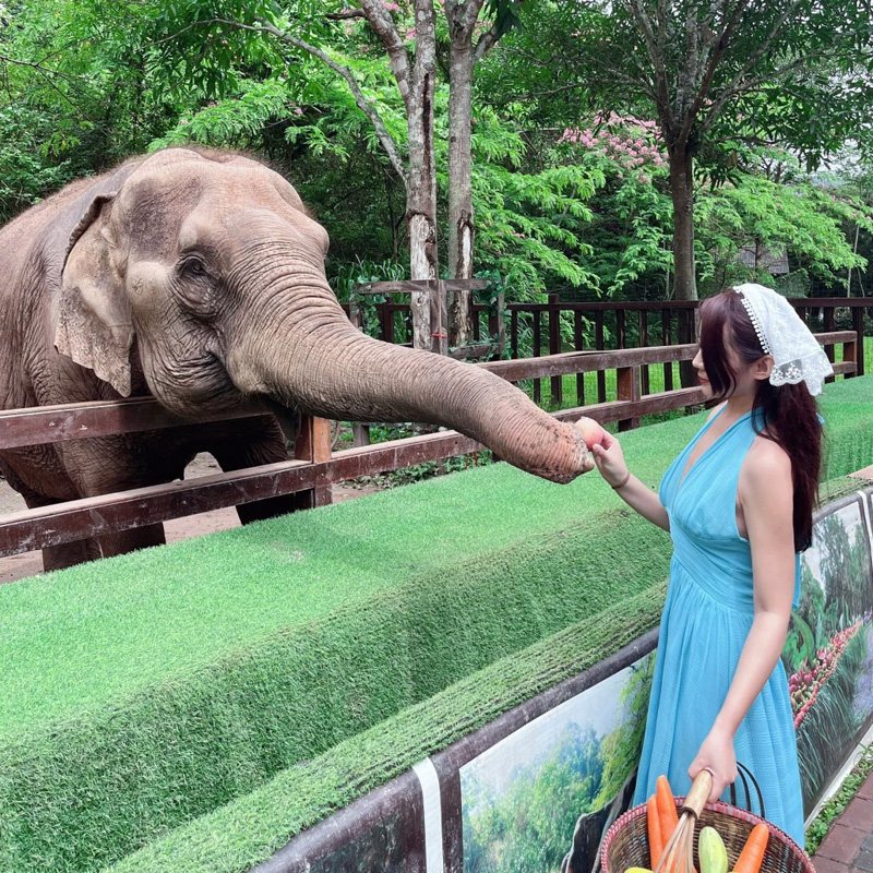 【2-15人轻奢小团】西双版纳野象谷原始森林公园一日游