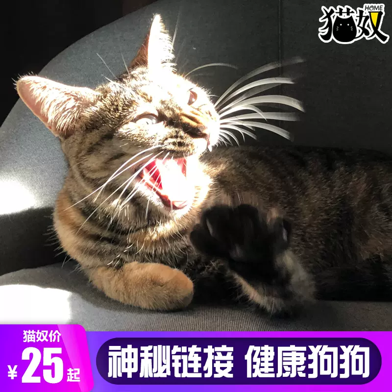 猫奴home 神秘狗狗宝箱