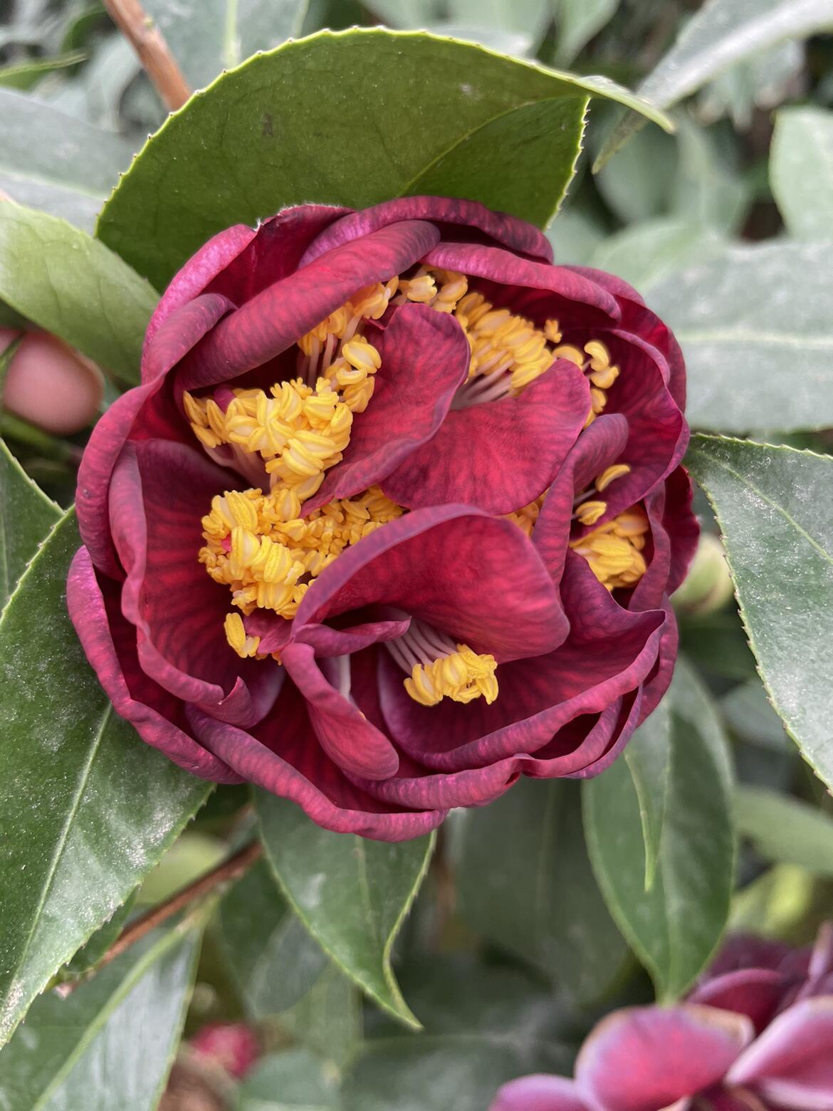 圣诞帽名贵稀有品种茶花苗半重瓣大花型阳台庭院花园高档绿植花卉