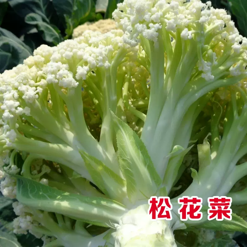 青梗松花菜种子花椰菜散花菜有机花菜种籽高产四季秋季蔬菜 青梗松花菜种子花椰菜散花菜有机花菜种籽高产四季秋季蔬菜