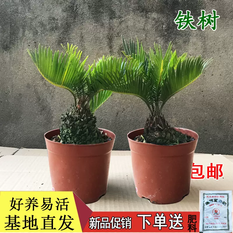 鐵樹植物庭綠化院盆景四季常青陽臺花卉小盆栽室內除甲醛