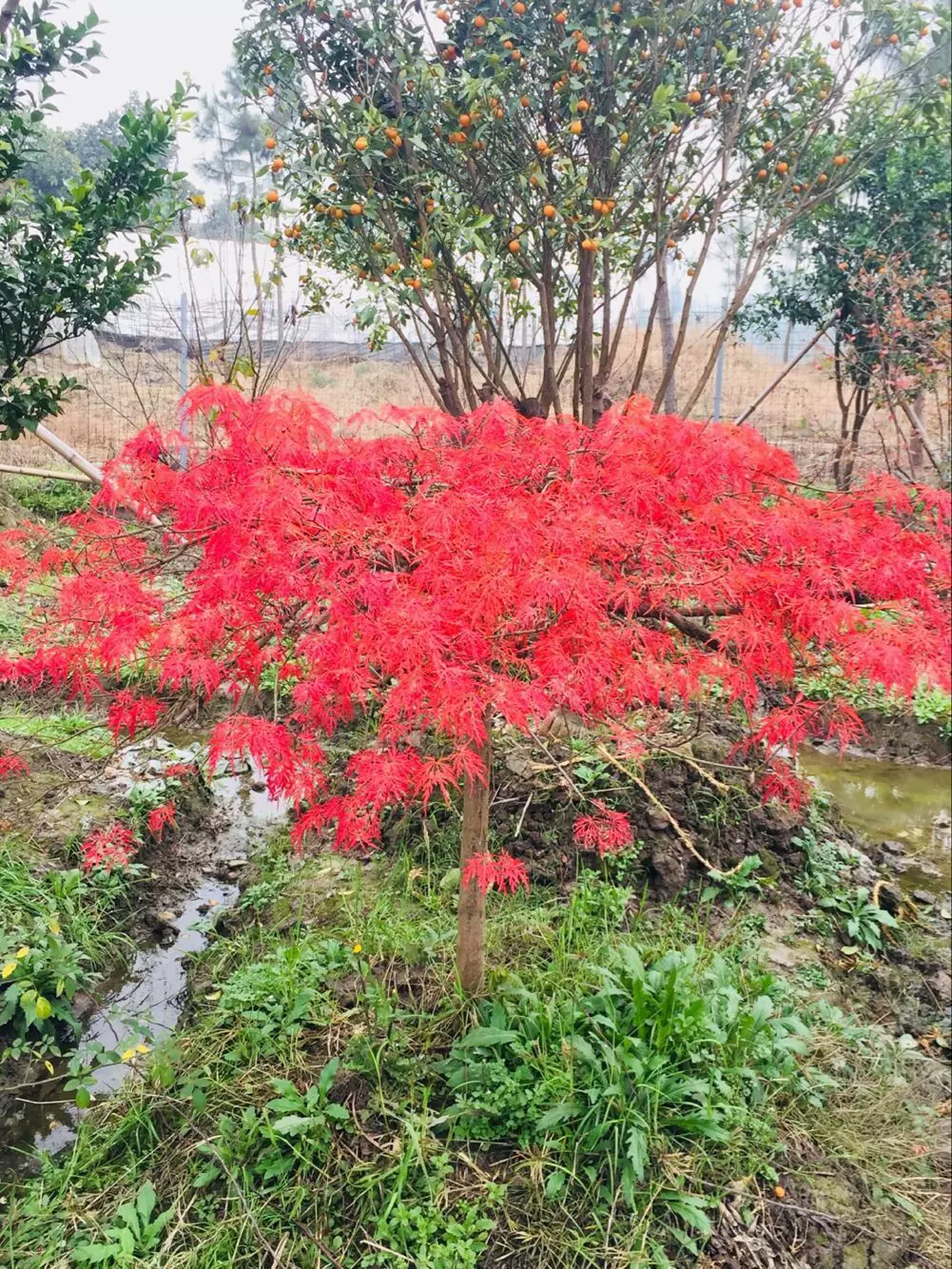 颗颗嫁接原装宁波猩猩枝垂羽毛枫树苗青杆红叶青龙羽毛