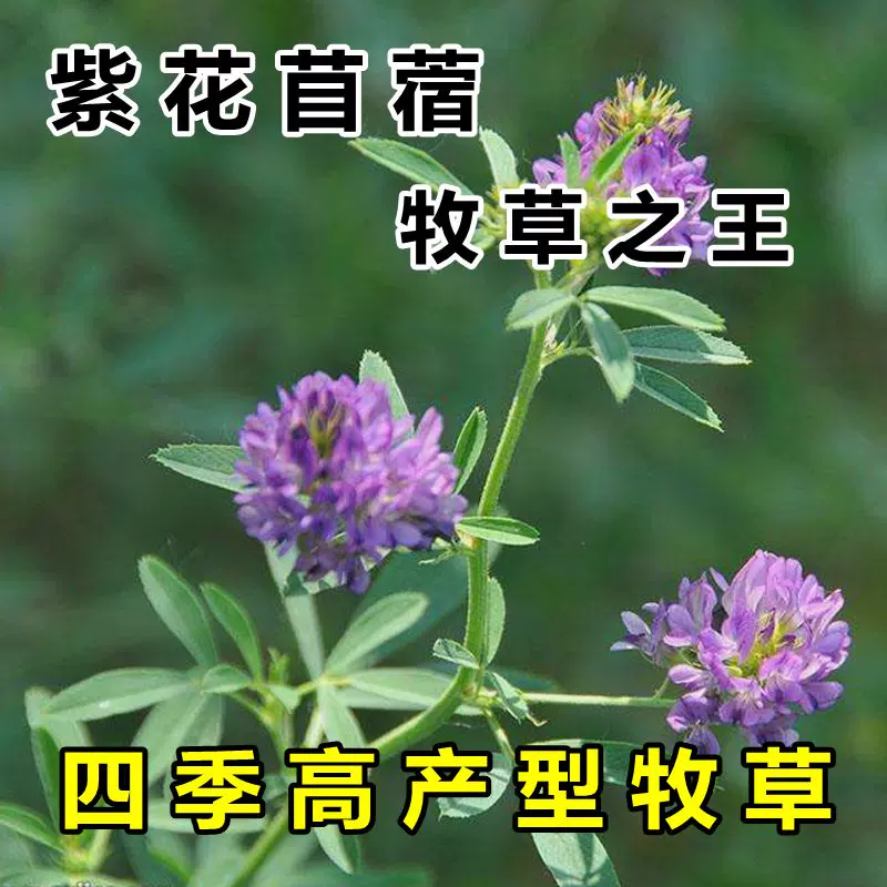 紫花苜蓿草种子鸡牛羊兔子鱼饲料草籽高产耐寒四季多年生