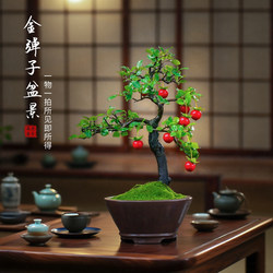Sichuan golden marble bonsai, one thing and one shot