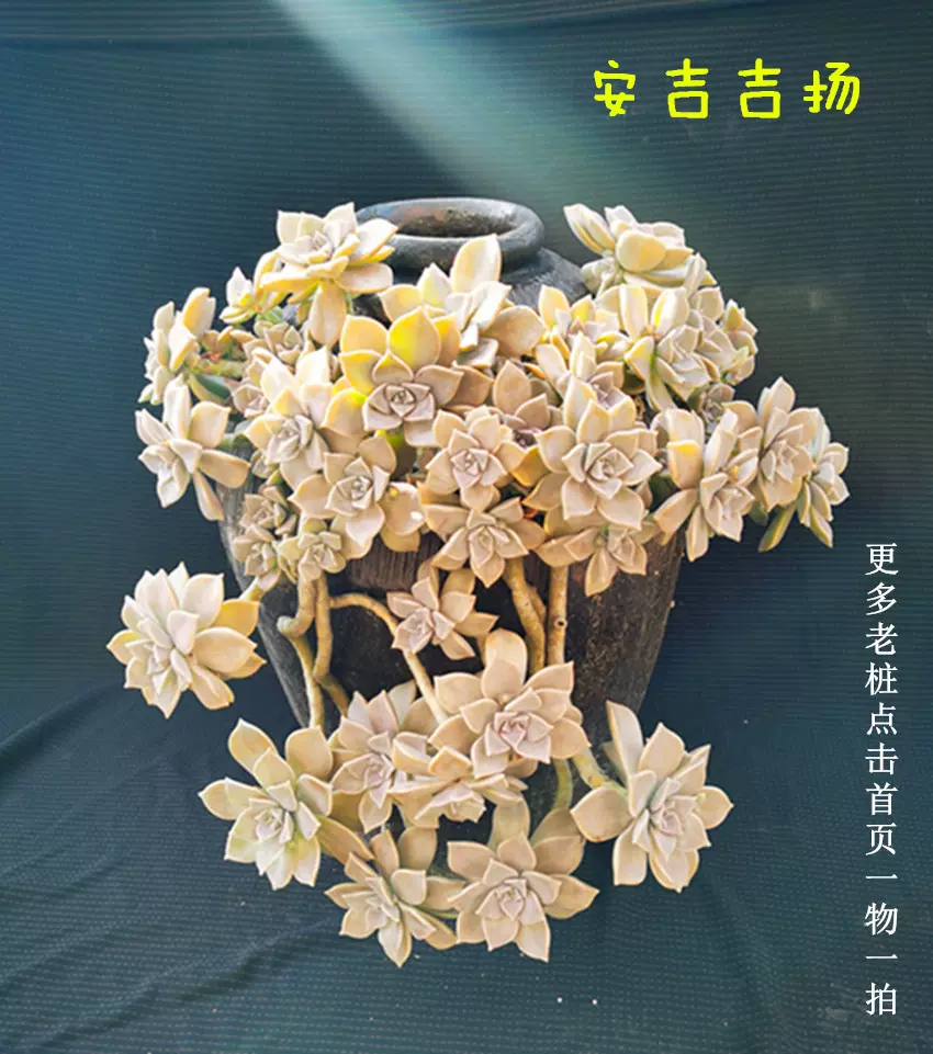 朧月老樁一物一拍寶石花懸崖樁多肉植物6月18日拍攝
