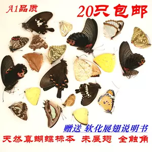 蝴蝶标本a1 - Top 500件蝴蝶标本a1 - 2024年5月更新- Taobao
