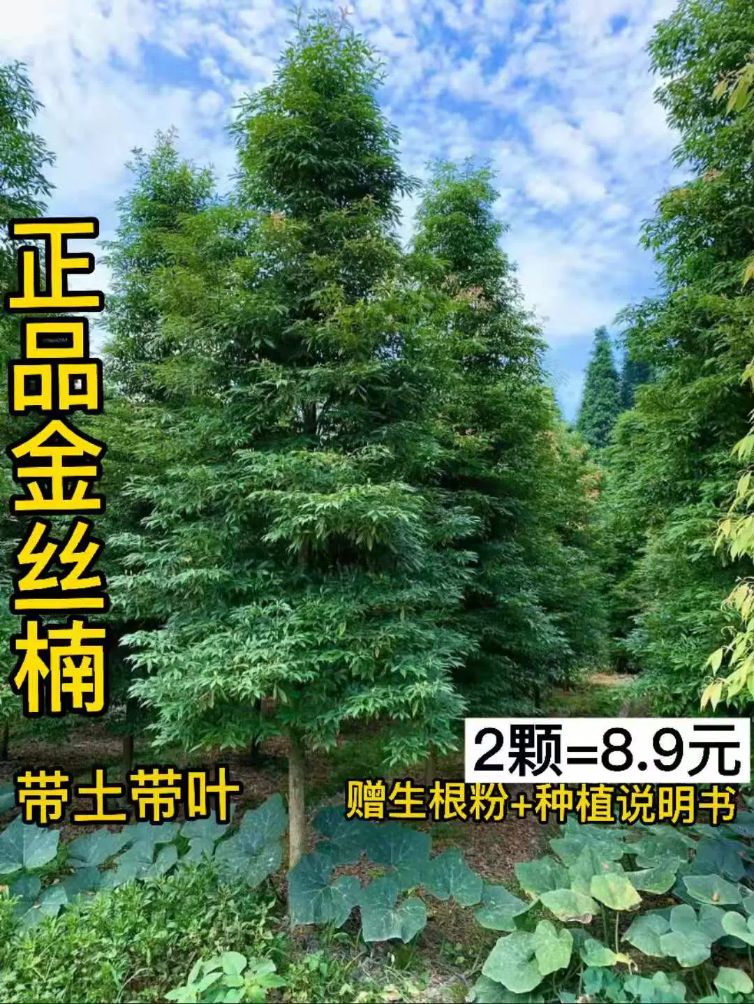 正宗金絲楠木樹苗四川大葉小葉楨楠雅楠綠植園藝庭院盆栽全國包郵-Taobao