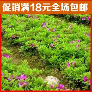 毛杜鹃春娟夏娟园林庭院绿化工程苗四季杜鹃苗花园林