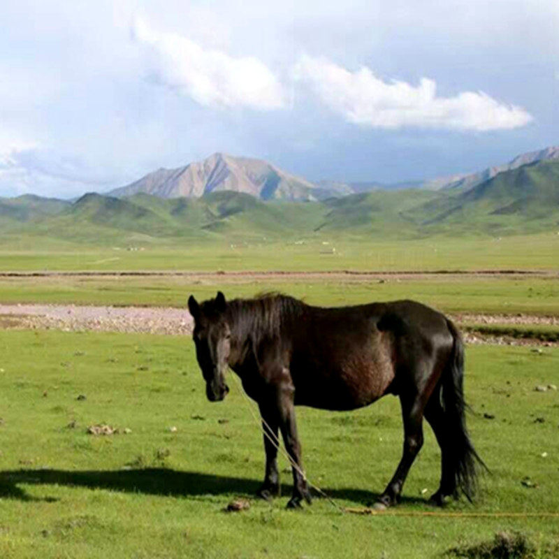 8人小团 兰州出发甘南5天4晚莲宝叶则扎尕那花湖拉卜楞寺江迭公路