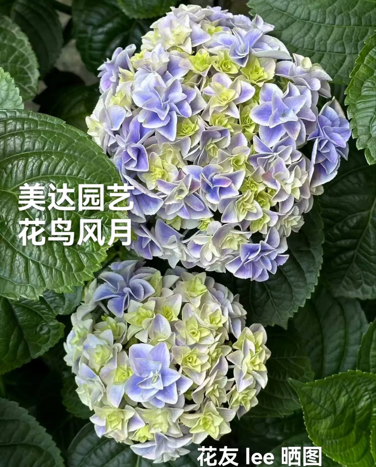 新品绣球花苗花鸟风月麒麟旭日升天蓝楹进口重瓣花卉庭院植物-Taobao