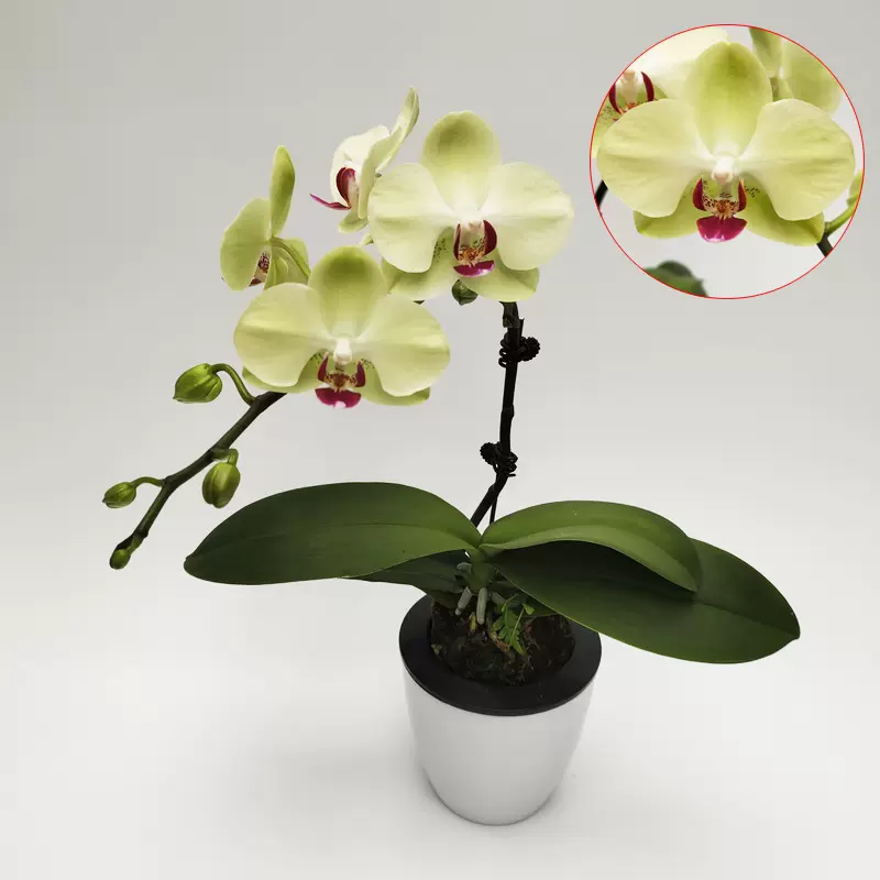 蝴蝶兰盆栽开花带花苞室内迷你蝴蝶兰花苗带花剑精品双梗蝴蝶兰