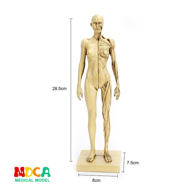 美术写生仿真女性人体骷髅全身肌肉结构静物素描教学模型RTSM105