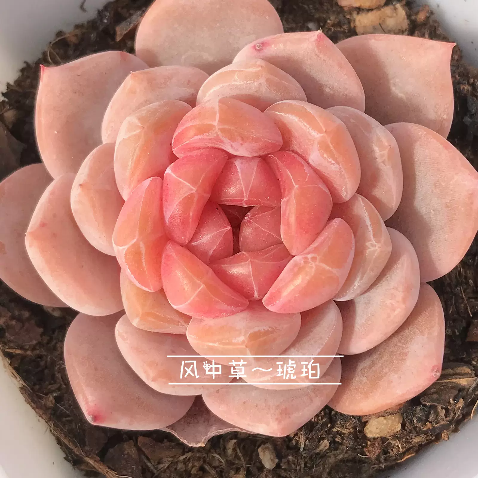 多肉植物 新品種 鶯谷豆大福×琥珀糖美人 - サボテン、多肉植物